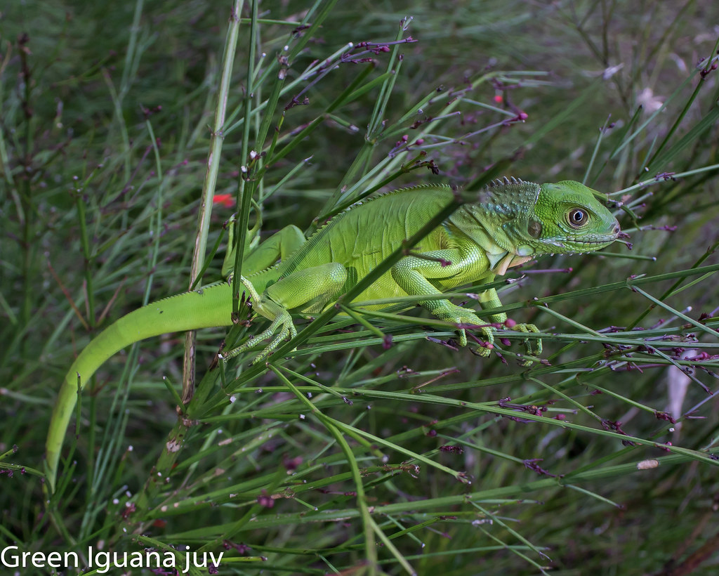 Green Iguana juv (2)