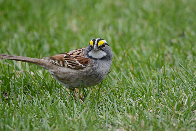 ^^^ White-Throated Sparrow ^^^