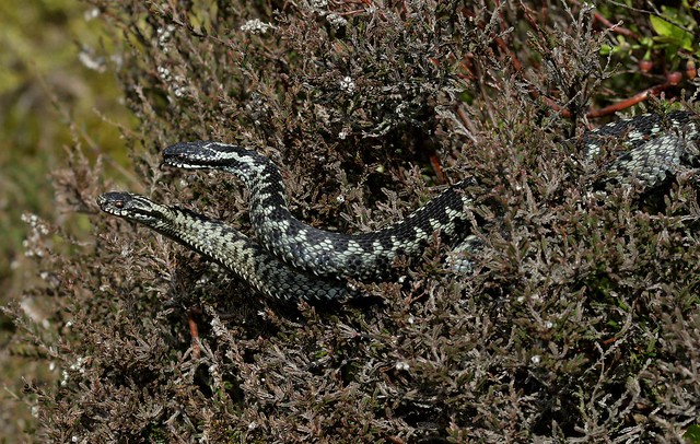 Dance of the adders (1 of 5!)