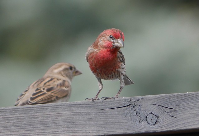 Mister Chirpy (aka House Finch)