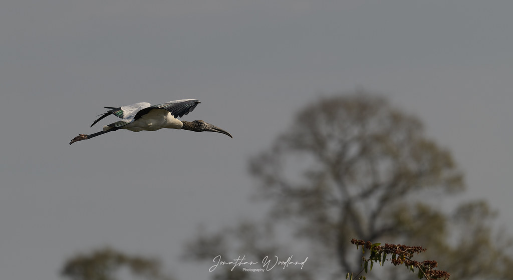 Wood stork , Pantanal, Brazil