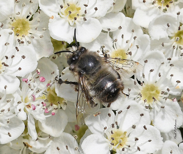 Anthophora plumipes (Hairy-footed Flower Bee) male, now showing it's age, on Hawthorn