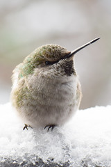Anna's Hummingbird in the snow
