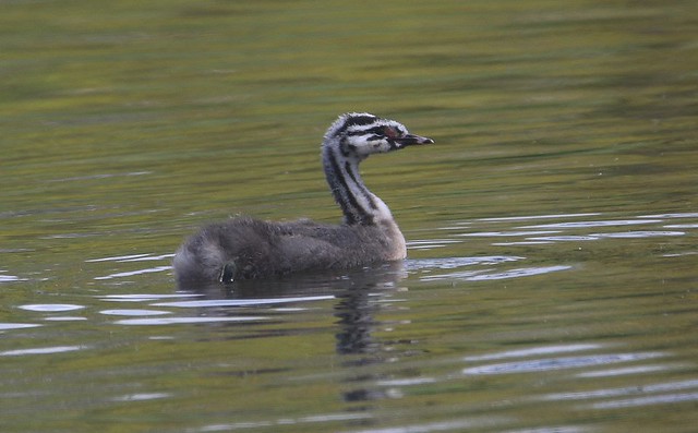 Juvenile Great Crested Grebe - Pittville Park