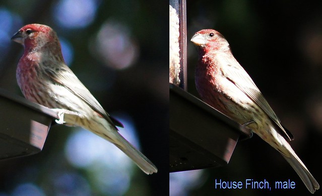 D463x4 Finch birds