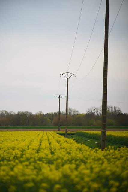 Rapeseed field and power line
