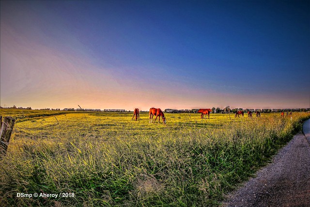 Horses,Groninger Landschap,Groningen ,the Netherlands,Europe