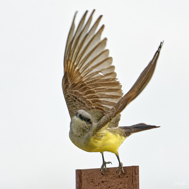 Western Kingbird Takes Flight