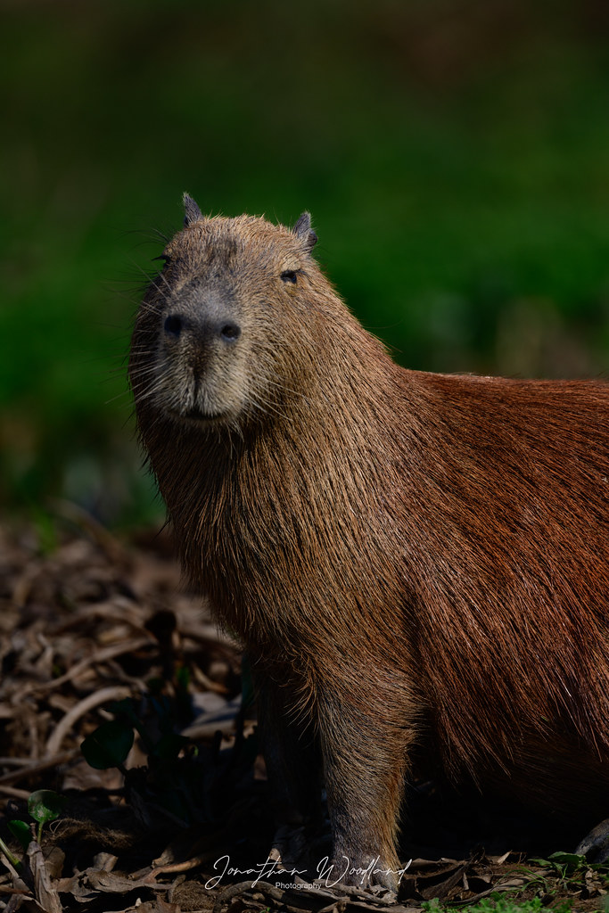 Capybara , Pantanal , Brazil