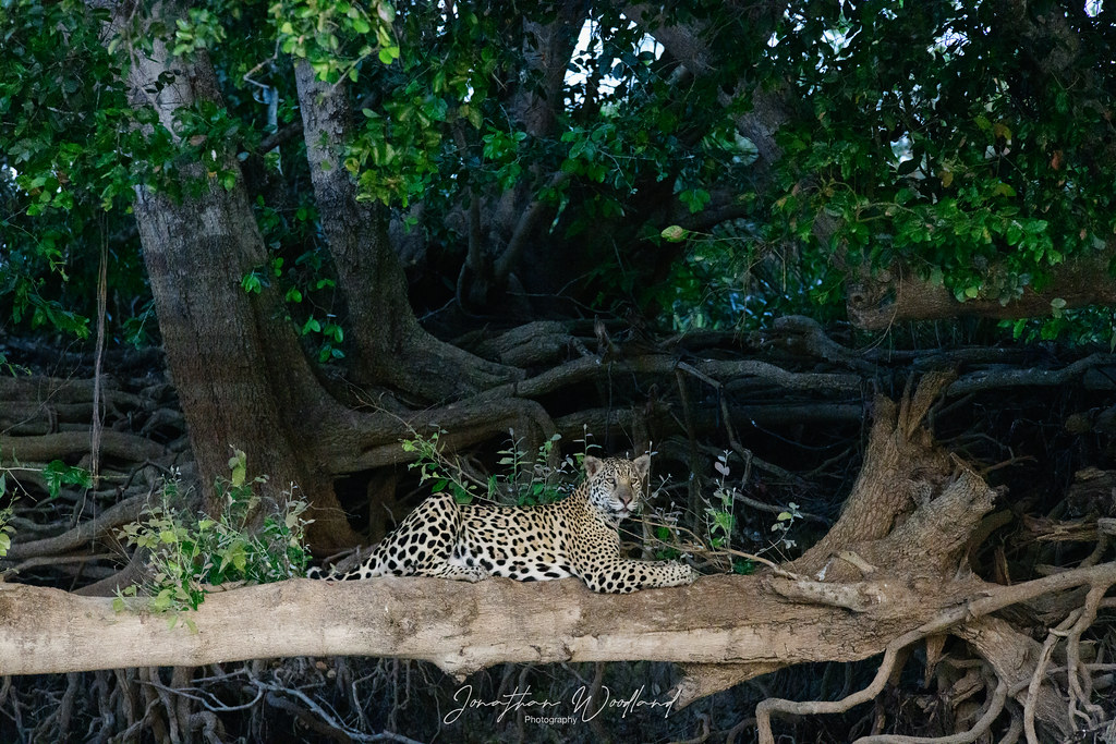 "Woody" Male Jaguar rests on a treetrunk, Pantanal, Brazil.