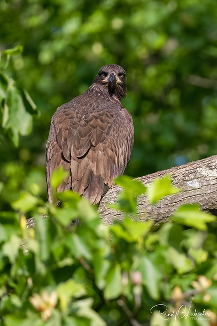 American Bald Eagle | Haliaeetus leucocephalus | 2023 - 5