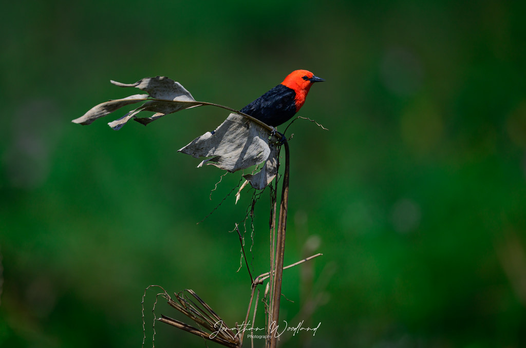 Scarlet necked Blackbird, Pantanal , Brazil