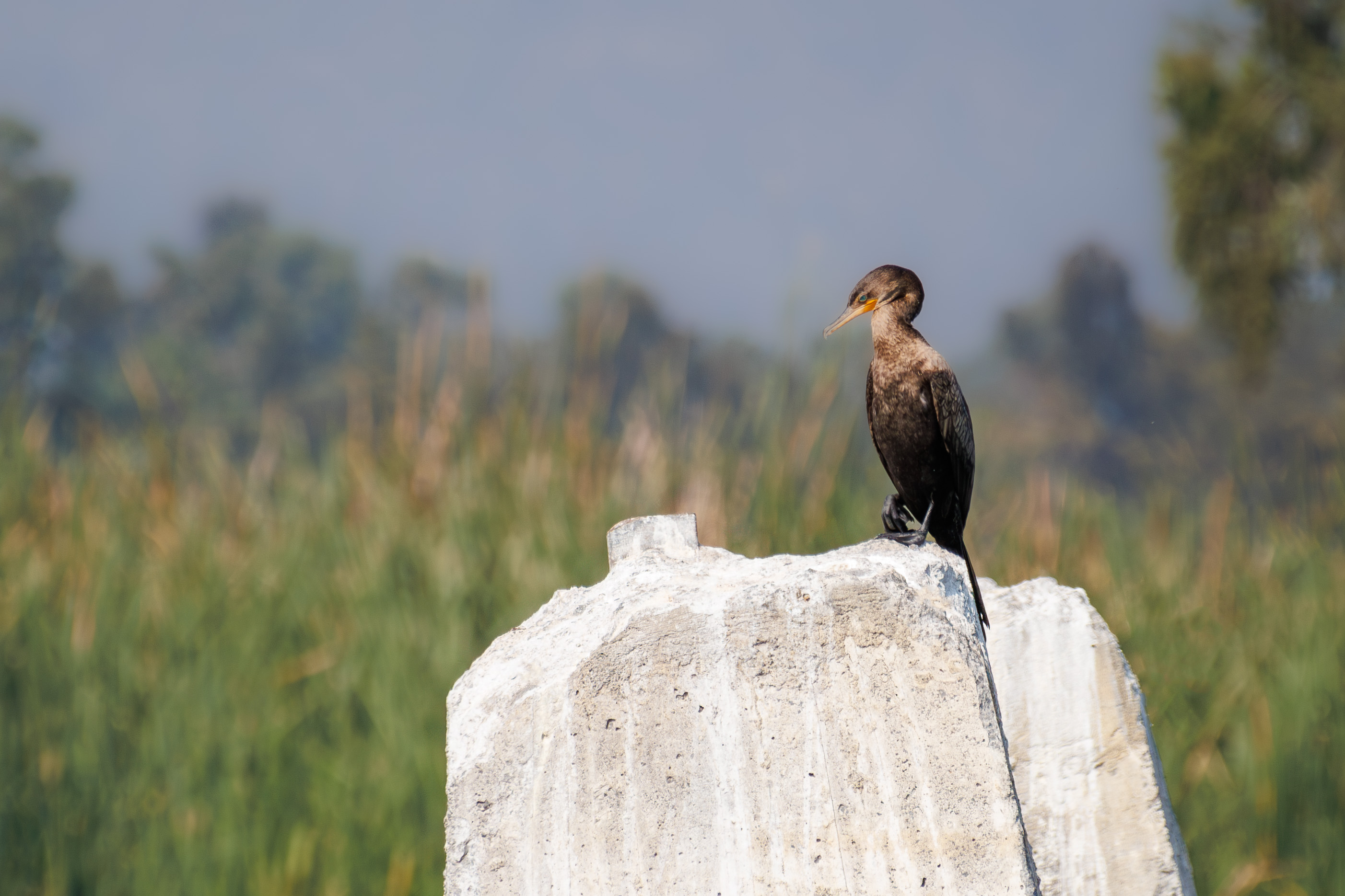 A nootropic cormorant perched on a concrete pile.