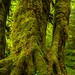 Rain Forest Mosses
