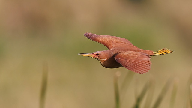 A Cinnamon Bittern flying over reeds