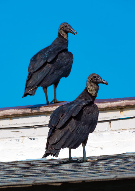 Black Vultures eye roadkill in an urban environment