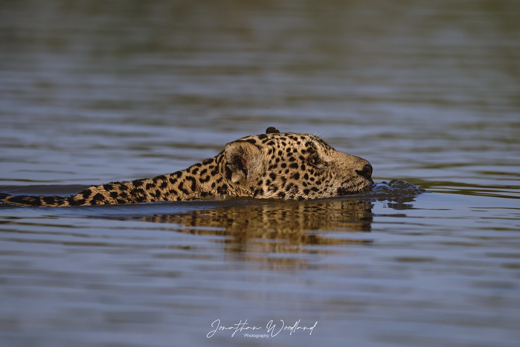 Jaguar crosses the river, Pantanal, Brazil