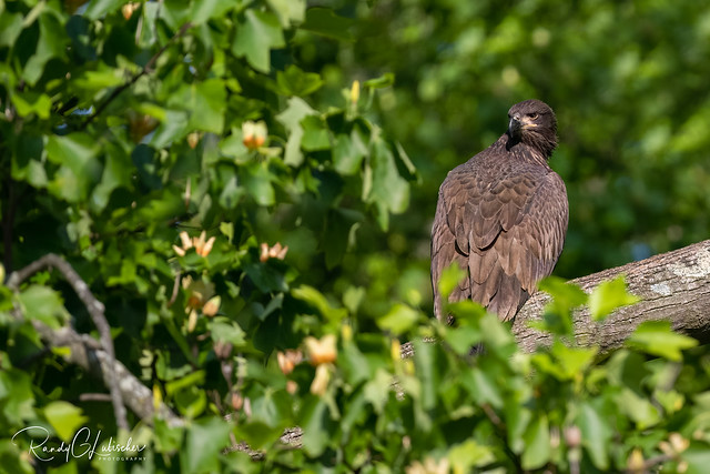 American Bald Eagle | Haliaeetus leucocephalus | 2023 - 6