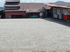 drying masses of tiny silvery fish at the fishing village on the island of Pangkor in Malaysia