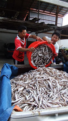 unloading fish into a bin at the fishing village on the island of Pangkor in Malaysia