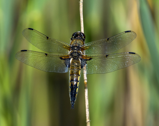 Four-spotted-Chaser