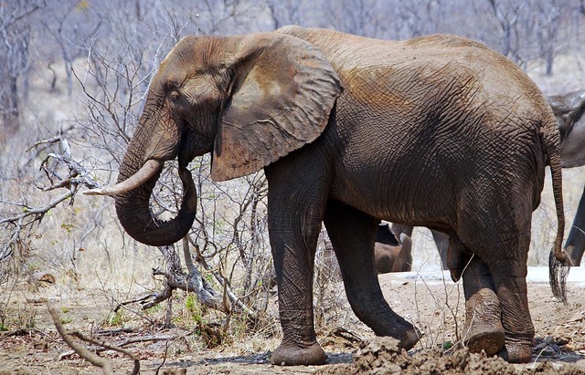 Male African bush elephant (Loxodonta africana)