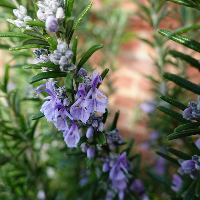 the rosemary is in flower...