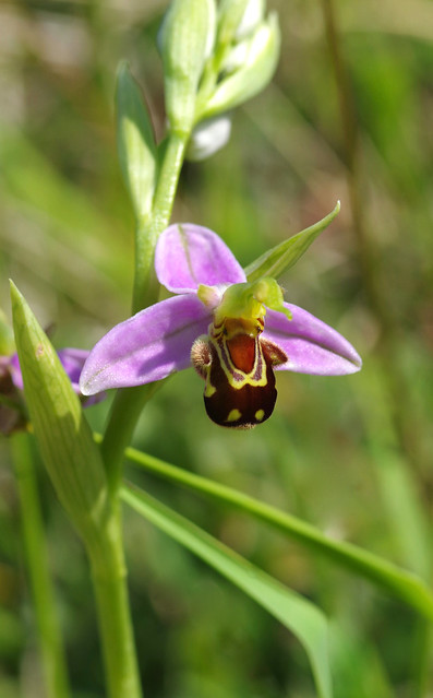 Kent's Bee Orchids