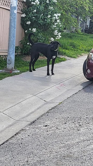 SIGHTING medium/ large black dog w/ white markings & green collar in #Bridlewood.  CALL 311 ASAP if seen. DO NOT CHASE!!! Pls rt, share, watch, help  Sighting of med/large black dog with white markings and green collar on Bridlecreek Gate between Bridlecr
