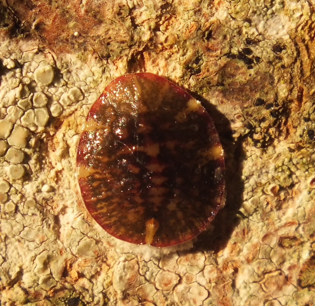 Horse chestnut scale (Pulvinaria regalis)