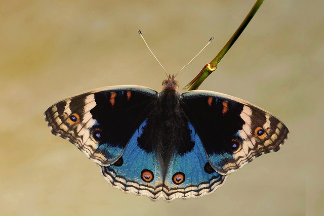 Junonia orithya - the Blue Pansy (male)