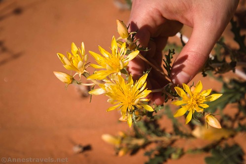 Wildflowers along the Winter Camp Road, Yellowcat Flat near Arches National Park, Utah