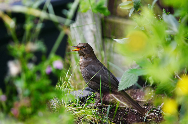 Friendly female Blackbird in the Undergrowth
