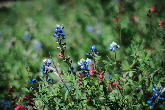 the last of the bluebonnets