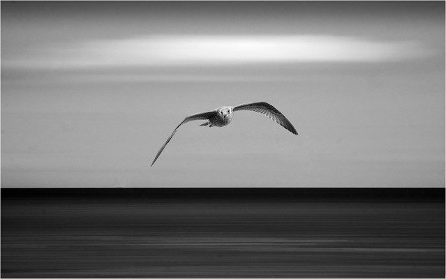Gull on the Wing