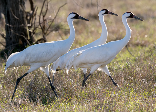 Unpaired Whooping Cranes