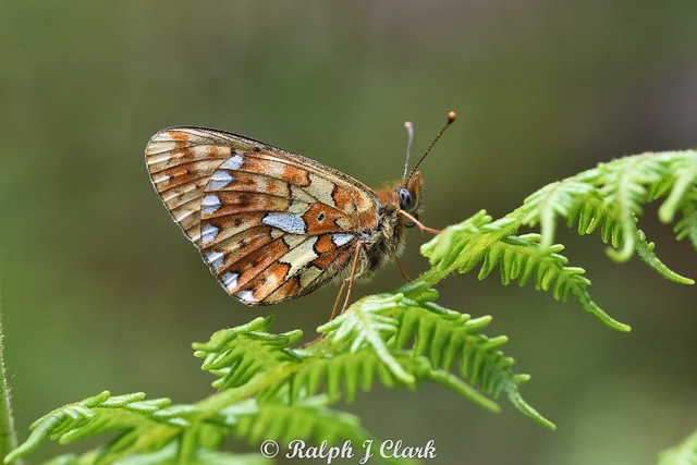 Peal-boardered Fritilliary