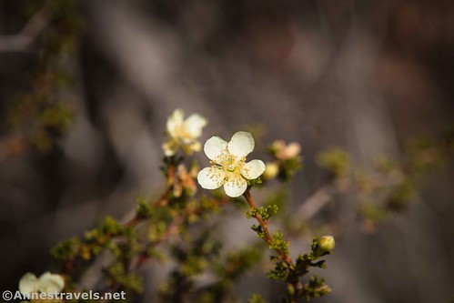 Wildflowers near Winter Camp Ridge Road, Yellowcat Flat near Arches National Park, Utah