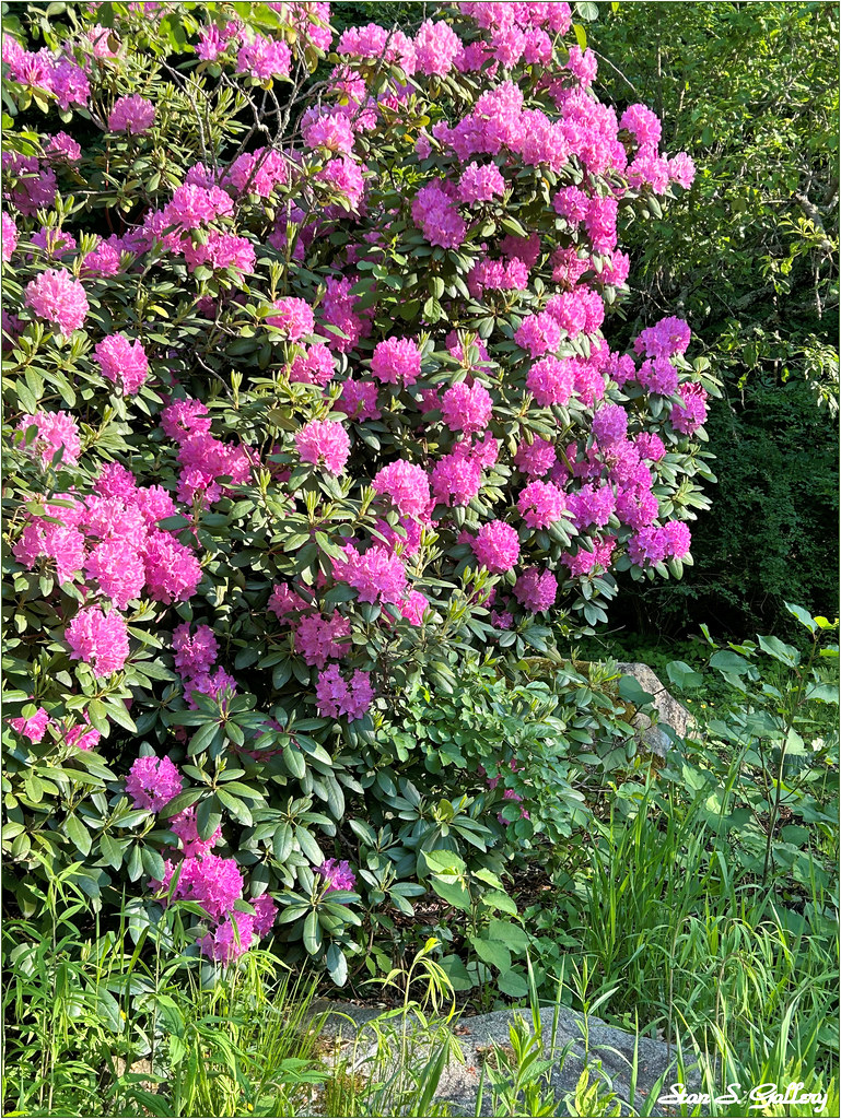 Rhododendron bush in the woods