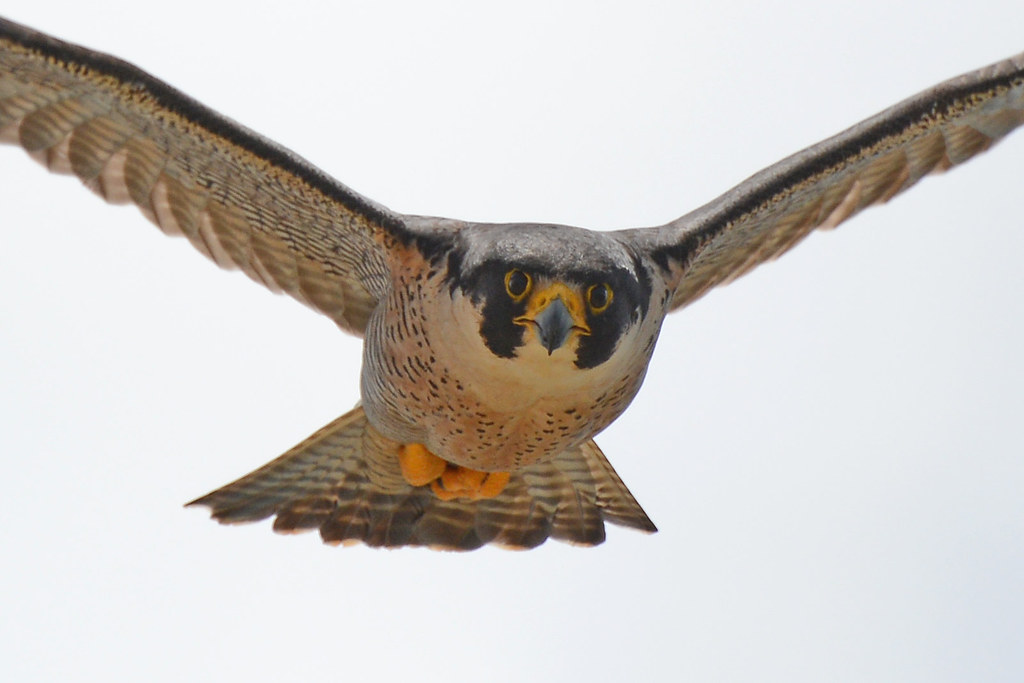 Peregrine Falcon Monitoring - Spring 2023 | Flickr