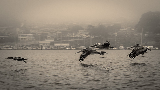 Pelicans in flight, kayaking Morro Bay
