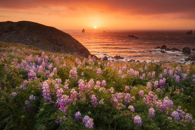 Lupines on the southern Oregon coast