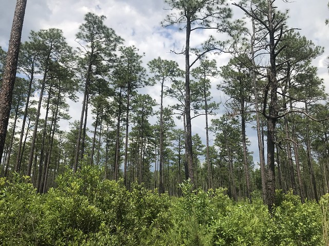 longleaf pine flatwoods