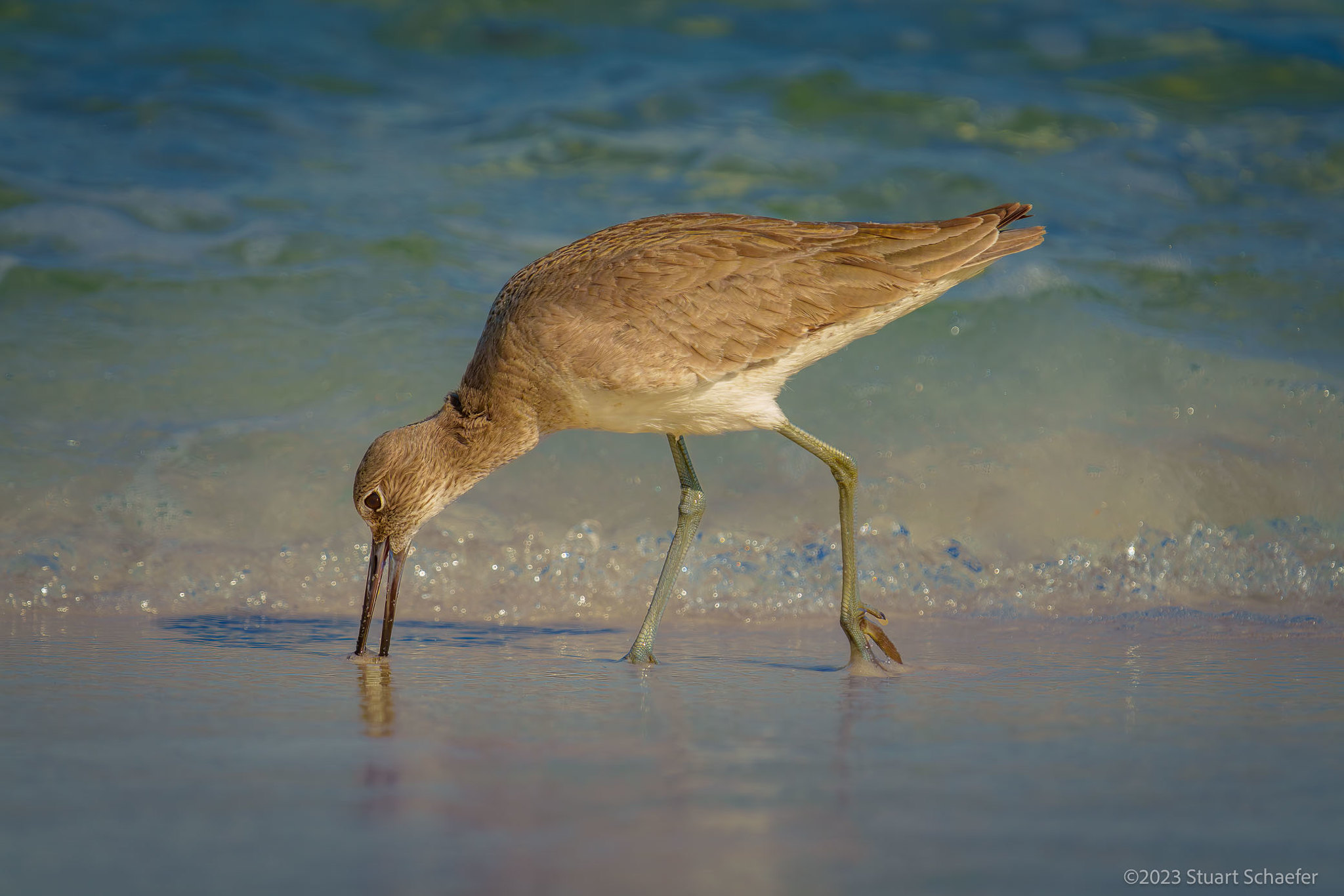 Willet On The Shoreline