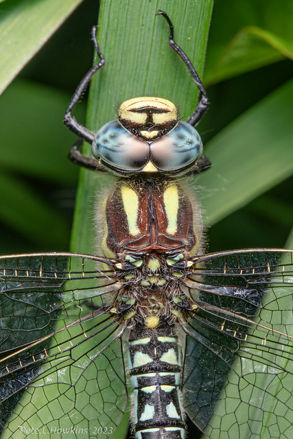 IMGP3153 Hairy Dragonfly - Brachytron pratense