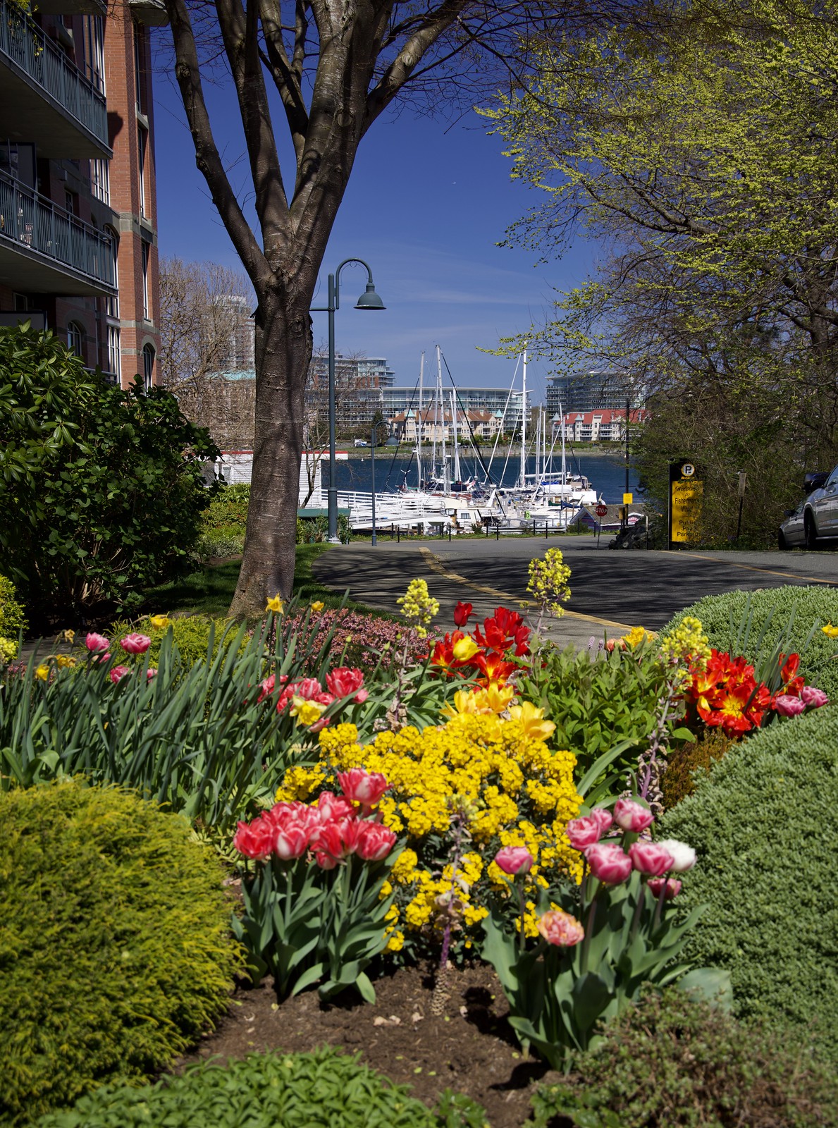Spring flower garden with glimpses of the harbour and fishboarts at Fishermans Wharf