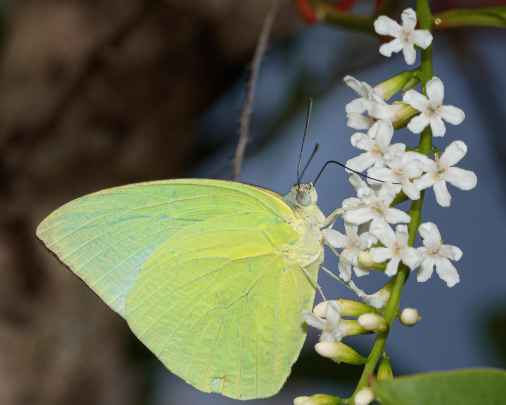 A Lemon Emigrant butterfly