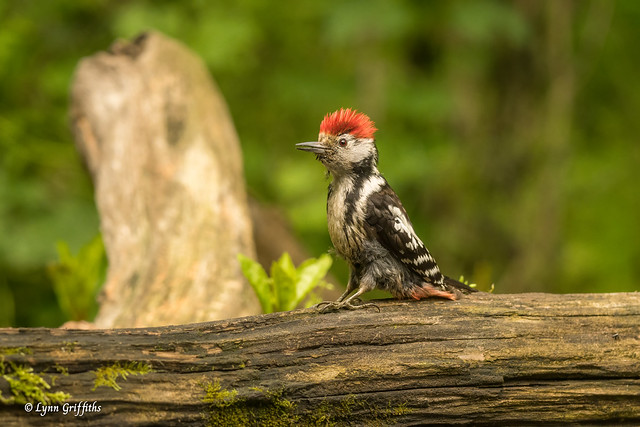 Middle Spotted Woodpecker doing a punk impression 720_8044.jpg