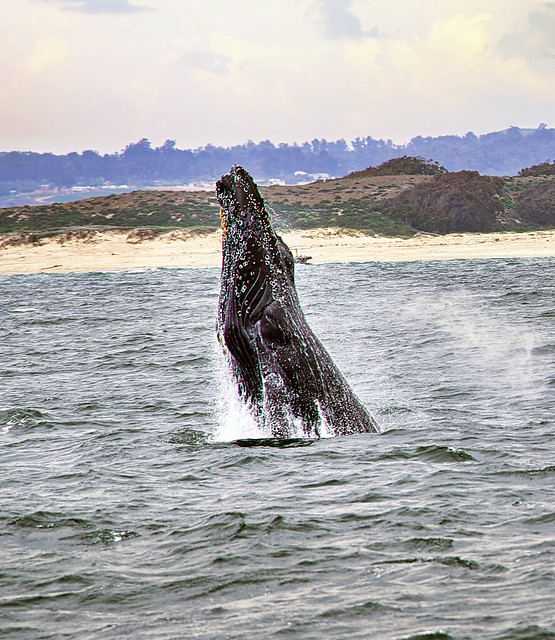 Humpback Whale Mid-Breach
