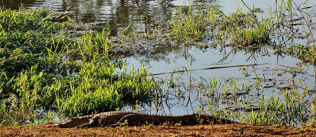SÜDAFRIKA( South-Africa),  Hazyview, Sabi River Sun mit faulem Krokodil , 22124